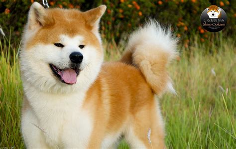 akita philippines|Shiro Ookami Kennel .